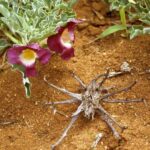 Αρπαγόφυτο (ή Ξύλινη Αράχνη ή Νύχι του Διαβόλου) - Image 3