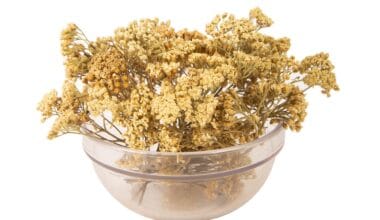 Αχιλλέα χιλιόφυλλος (ή Αγριαψιθιά)