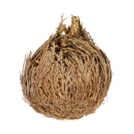 Ρόδο της Ιεριχούς 1 τεμ.