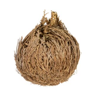 Ρόδο της Ιεριχούς 1 τεμ.