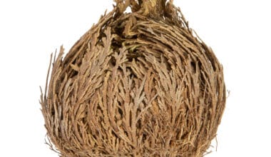 Ρόδο της Ιεριχούς 1 τεμ.