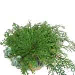 Ρόδο της Ιεριχούς 1 τεμ. - Image 2