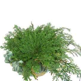 Ρόδο της Ιεριχούς 1 τεμ. - Image 2