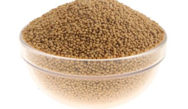 Σινάπι λευκό