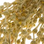 Τσάι βουνού Μαλοτήρα Σφακίων Κρήτης 25 γρ. - Image 3