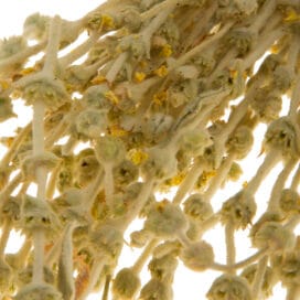 Τσάι βουνού Μαλοτήρα Σφακίων Κρήτης 25 γρ. - Image 3