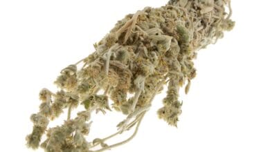 Τσάι βουνού Εύβοιας Σιδερίτης ματσάκι 30 γρ.