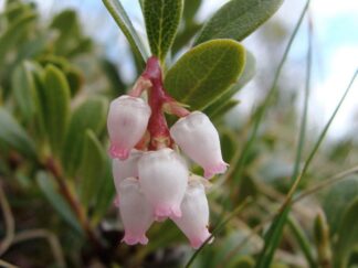Αρκτοστάφυλος