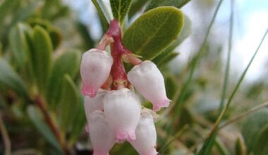 Αρκτοστάφυλος