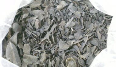 Τσάι Φύκος (ή Φούκος)