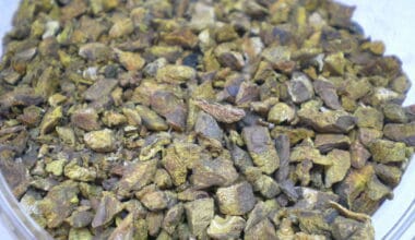 Ρεβέντι ρίζα τριμμένο