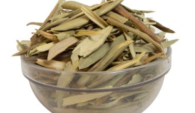 Φύλλα ελιάς