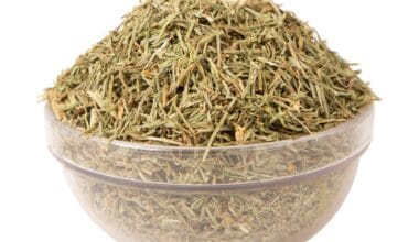 Εκουιζέτο (ή Κομπόχορτο ή Ουρά Αλόγου)