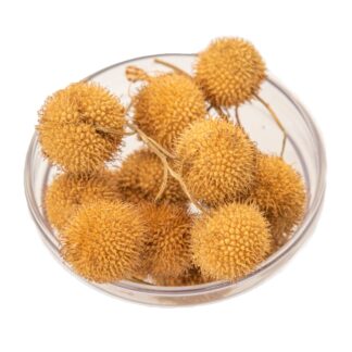 Πλατανόμηλα (καρπός πλάτανου)