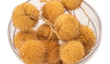 Πλατανόμηλα (καρπός πλάτανου)