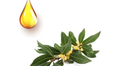 Δάφνη αιθέριο έλαιο 10ml