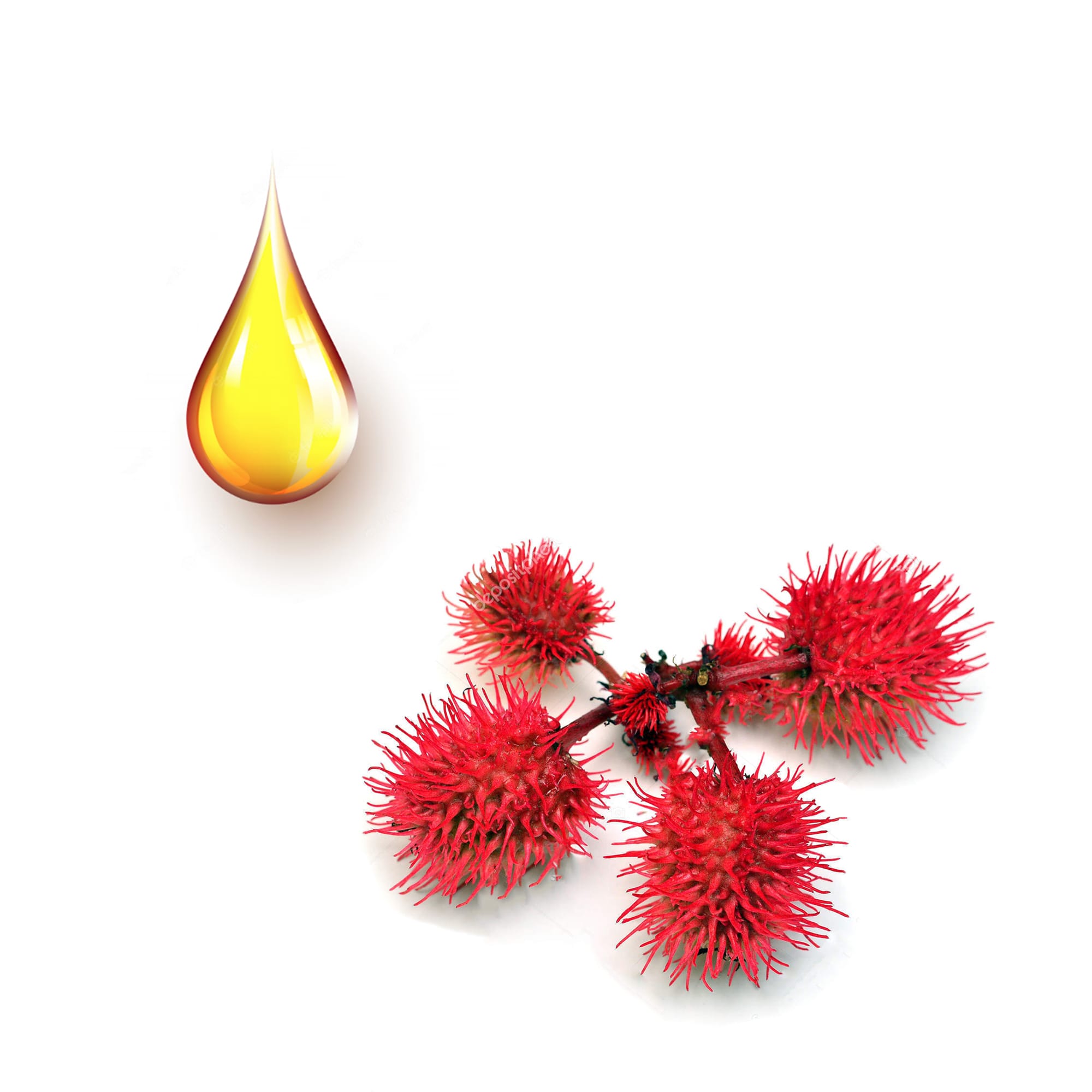 Castor oil plant, fruit Ricinus communis isolated on white backg Καστορέλαιο φυτικό έλαιο 1 λίτρο - Image 1