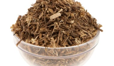 Ρούσκους (ή Ρούσκος ή Λαγομηλιά) ρίζα κομμένη