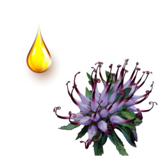 Αρπαγόφυτο μητρικό βάμμα