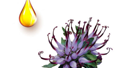 Αρπαγόφυτο μητρικό βάμμα