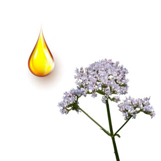 Βαλεριάνα μητρικό βάμμα