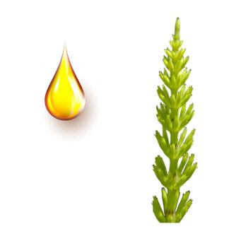 Εκουιζέτο μητρικό βάμμα