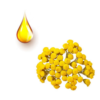 Ελίχρυσος μητρικό βάμμα