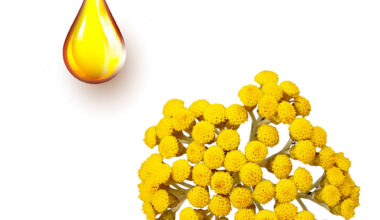 Ελίχρυσος μητρικό βάμμα