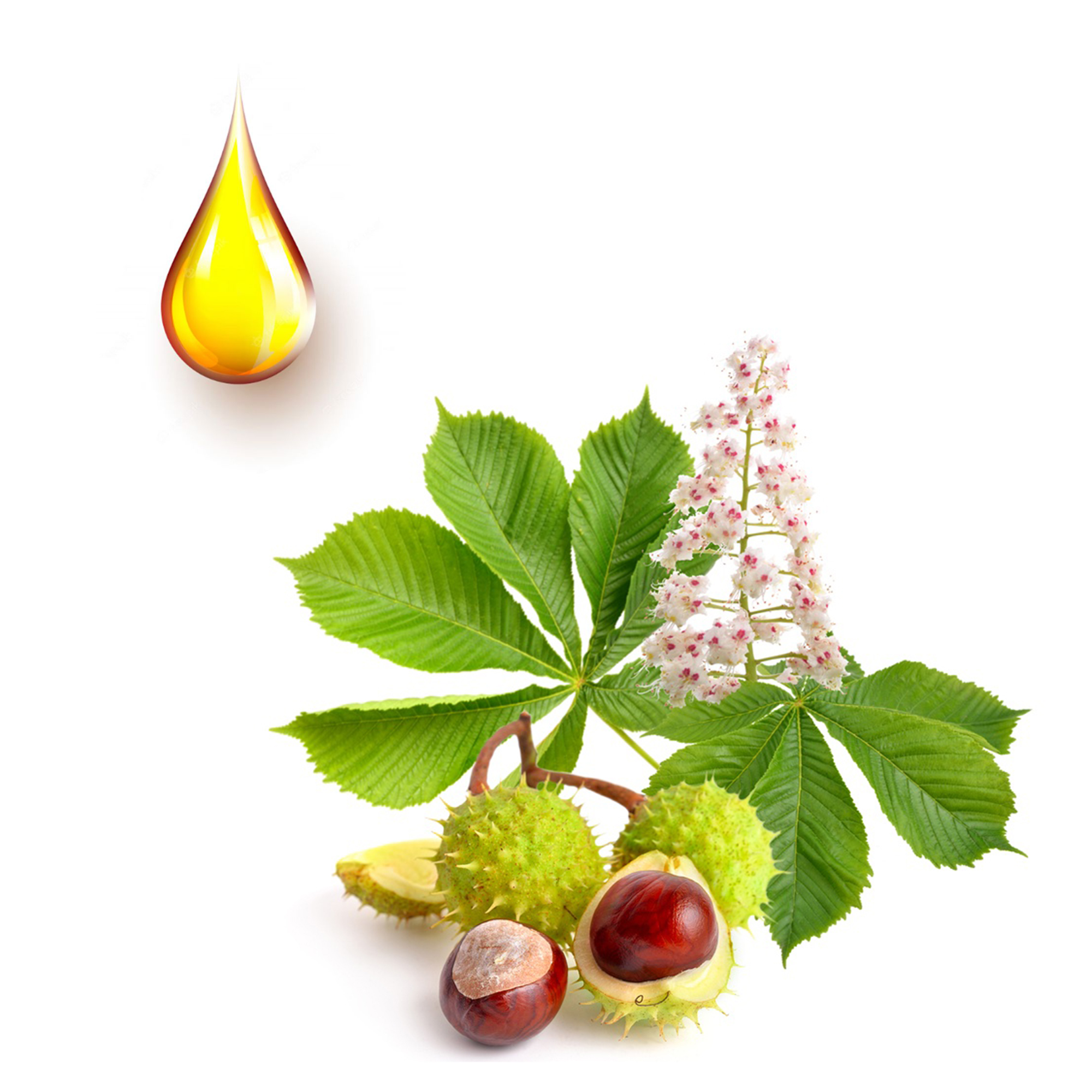 ippokastanea-mhtriko-bamma Ιπποκαστανέα μητρικό βάμμα - Image 1