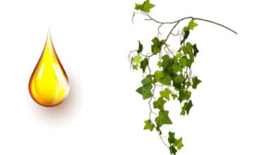 Κισσός φυτικό έλαιο 1 λίτρο