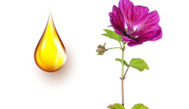 Μολόχα μητρικό βάμμα