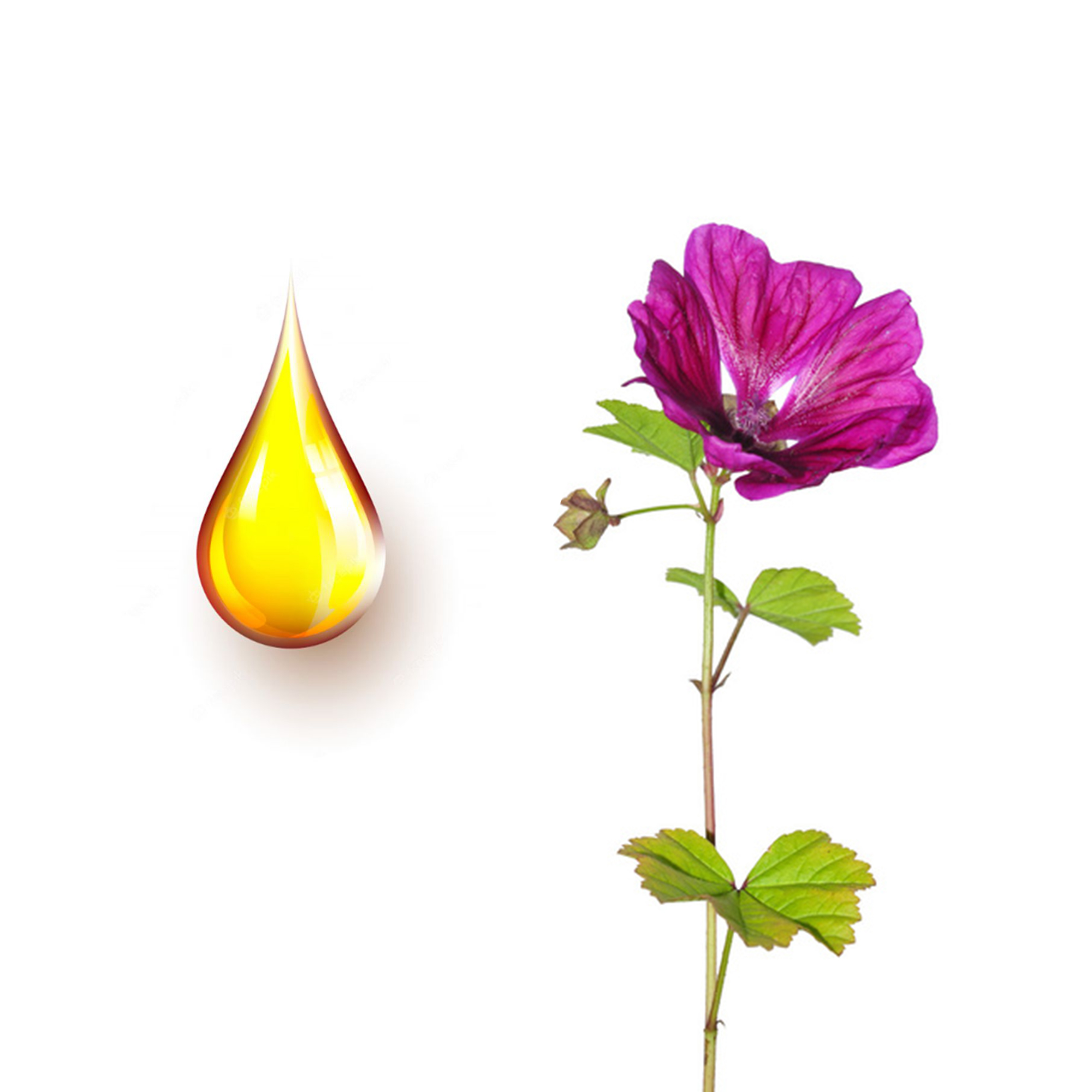 moloxa-mhtriko-bamma Μολόχα μητρικό βάμμα - Image 1