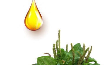 Πεντάνευρο μητρικό βάμμα