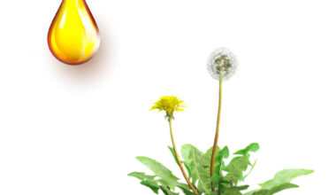 Ταραξάκο μητρικό βάμμα